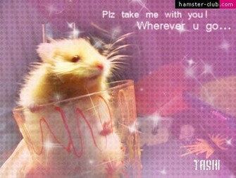 Hamster Club Visitors Creativity Wallpaper Art
