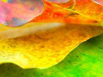 Yellow Green Wallpaper All New
