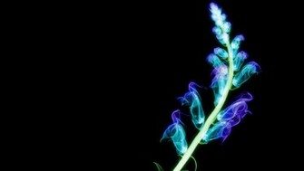 Flower X Ray Wallpaper The