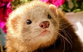 Animal Ferret Wallpaper