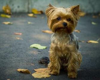 Yorkshire Terrier Dog