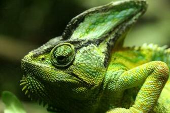 Veiled Chameleon Wallpaper