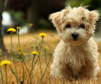 Puppy Wallpaper And Screensavers