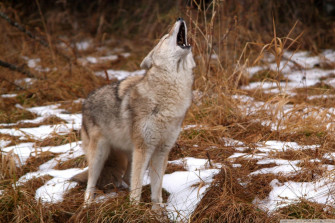 Howling Coyote Montana Wallpaper