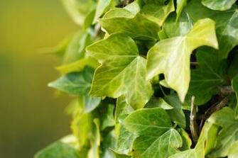 Ivy Photos Wallpaper Desktop Background