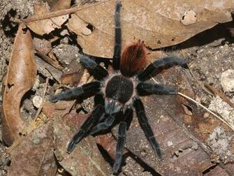 Female Red Rump Tarantula HD Wallpaper