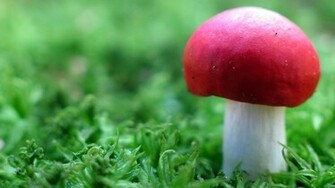 Redcap Mushroom Wallpaper