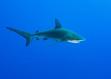 Galapagos Shark Cruising