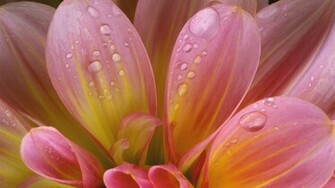 Raindrops Windows Wallpaper HD