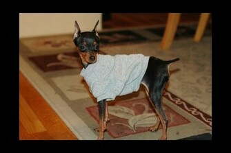 Miniature Pinscher Wallpaper