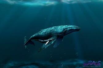 Blue Whales Wallpaper