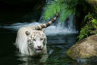 Nature Animal Forest HD Wallpaper