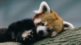 Red Panda Wallpaper
