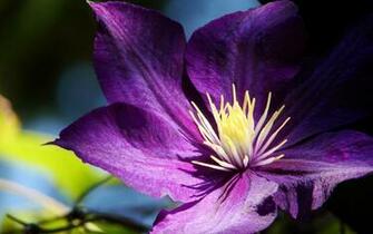 Clematis Wallpaper Flowers Purple Garden
