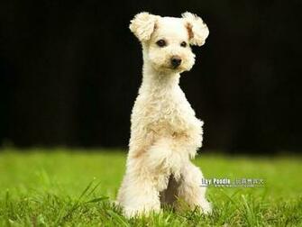Lovable Toy Poodle Puppy Curly Coat Miniature Wallpaper