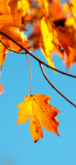Shallow Photography Of Maple Leaf iPhone Wallpaper