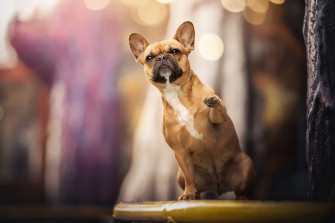 French Bulldog Wallpaper