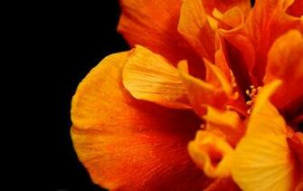 Desktop Wallpaper Flowers High Resolution In HD