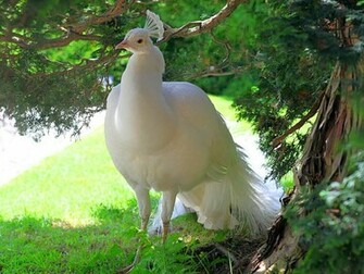 White Peacock Wallpaper Image Pictures