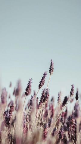 Elegant Flower Wallpaper You Need To Save Of