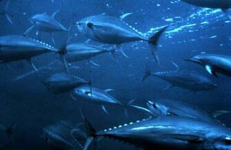 Tuna Computer Wallpaper Desktop Background