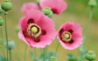 Poppies Flowers Wallpaper HD