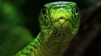 Viper Snake Wallpaper