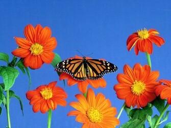 And Butterfly Desktop Wallpaper For