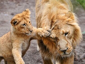 Wallpaper Added On Category Lion S Tags