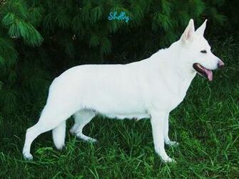White German Shepherd