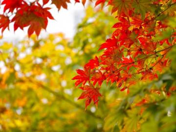 Red And Yellow Maple Leaves In Autumn National Symbol On Canada 4k