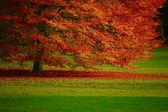 Nature Desktop Wallpaper HD Widescreen