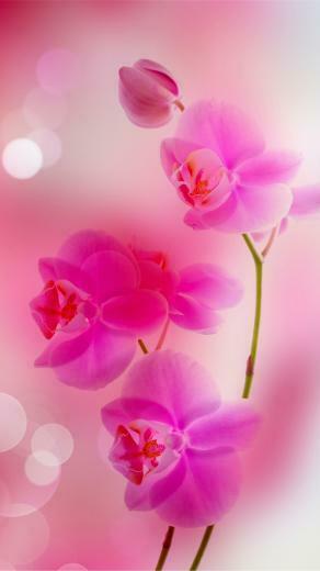 Pink Flowers iPhone Plus Wallpaper HD