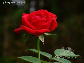 HD Wallpaper High Definition