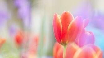 Tulip Wallpaper HD High Resolution WallartHD