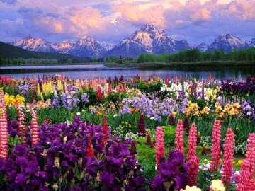 Home Flower Wallpaper Flowers Field