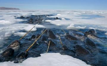 Narwhal Wallpaper Id HD For Computer