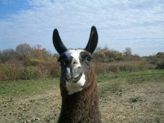 Llama Wallpaper Desktop Farm