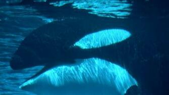 Orca Whale Wallpaper
