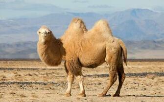 Camel Wallpaper On