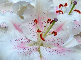 Lily Lilies Desktop Background Wallpaper