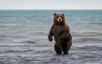 Grizzly Bear Background