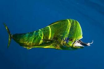 Offshore Fishing St Thomas Capt Alvin Charters