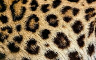 Leopard Skin HD Wallpaper Background