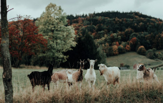 Aesthetic Animals Wallpaper
