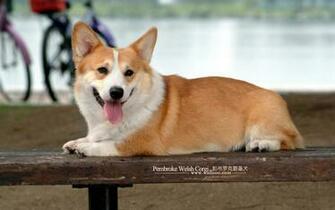 Showing Gallery For Cute Corgi Wallpaper