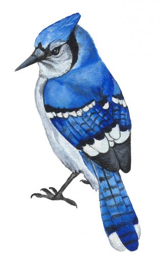 Blue Jays Toronto Jay Bird Flying