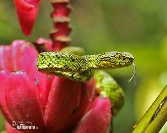 Gold Eyelash Viper Pictures Image Naturephoto