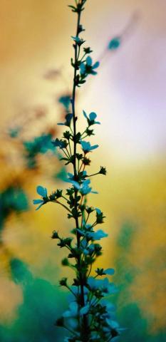Bright Flower Android iPhone Desktop HD Background