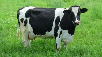 Cow HD Wallpaper Animals World